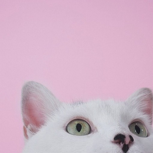 暴力颖の 主页图 壁纸 高清背景 ins objects极简 猫 [粉]