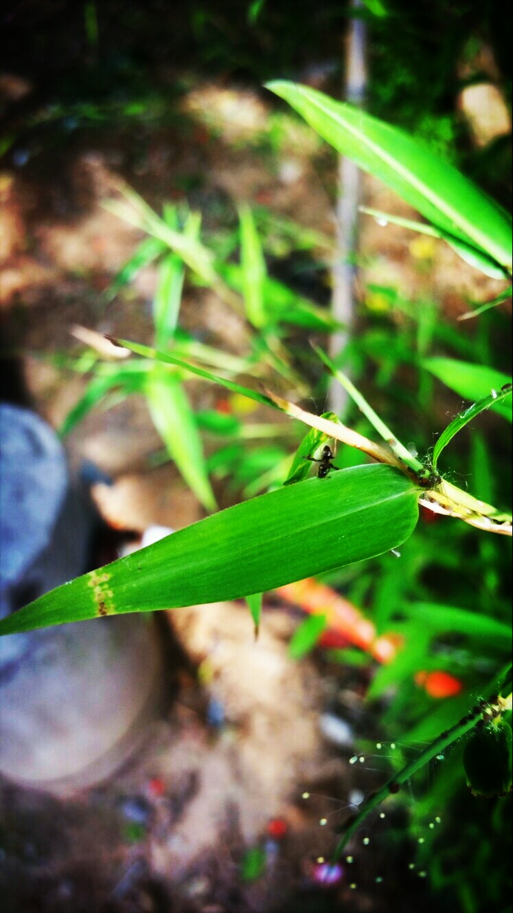 新竹