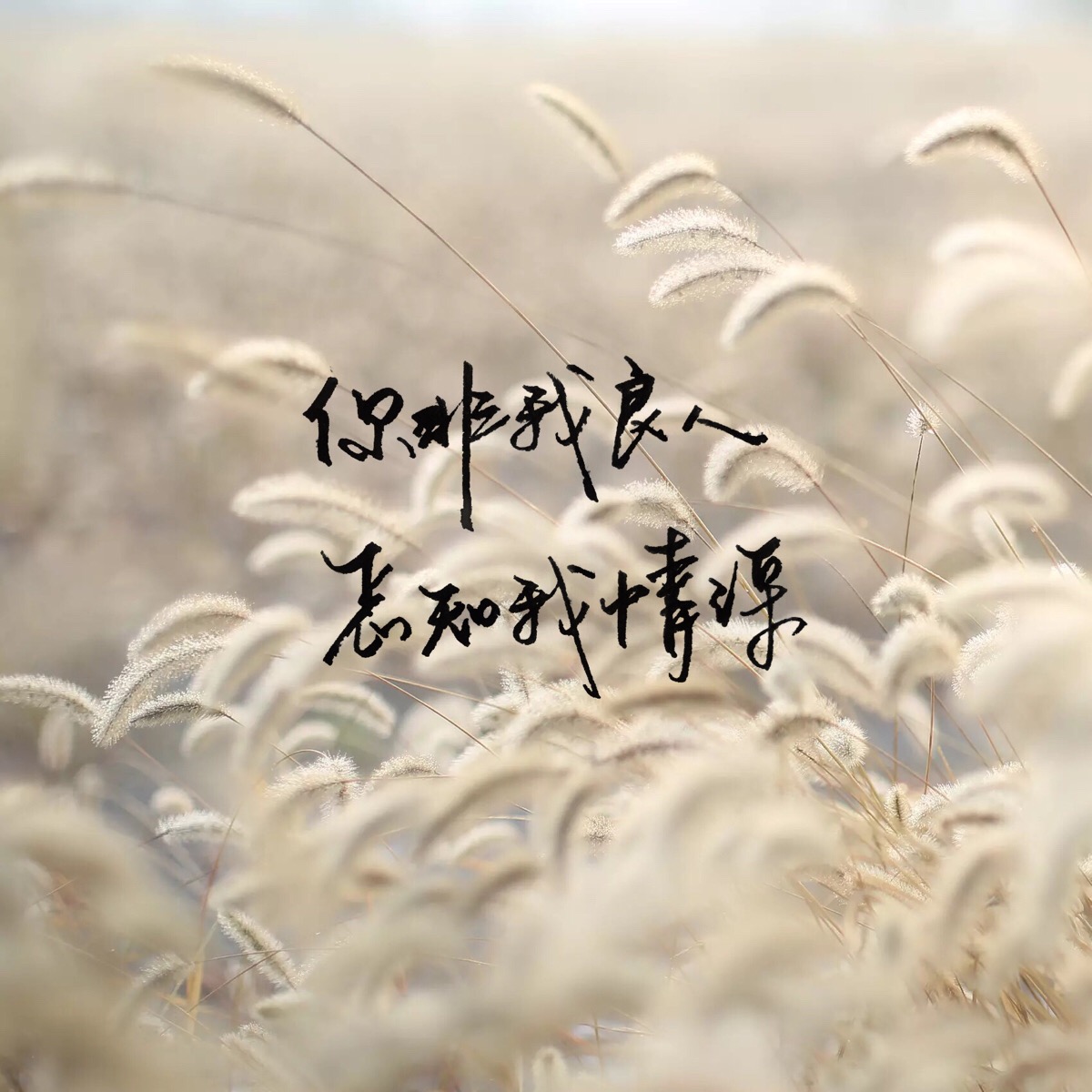 手写 明信片 高清 暖心语录 练字 书法 唯美 意境 文艺 文字 句子