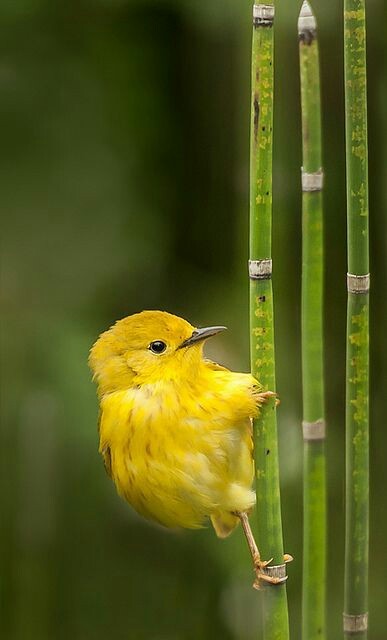 bird-堆糖,美好生活研究所