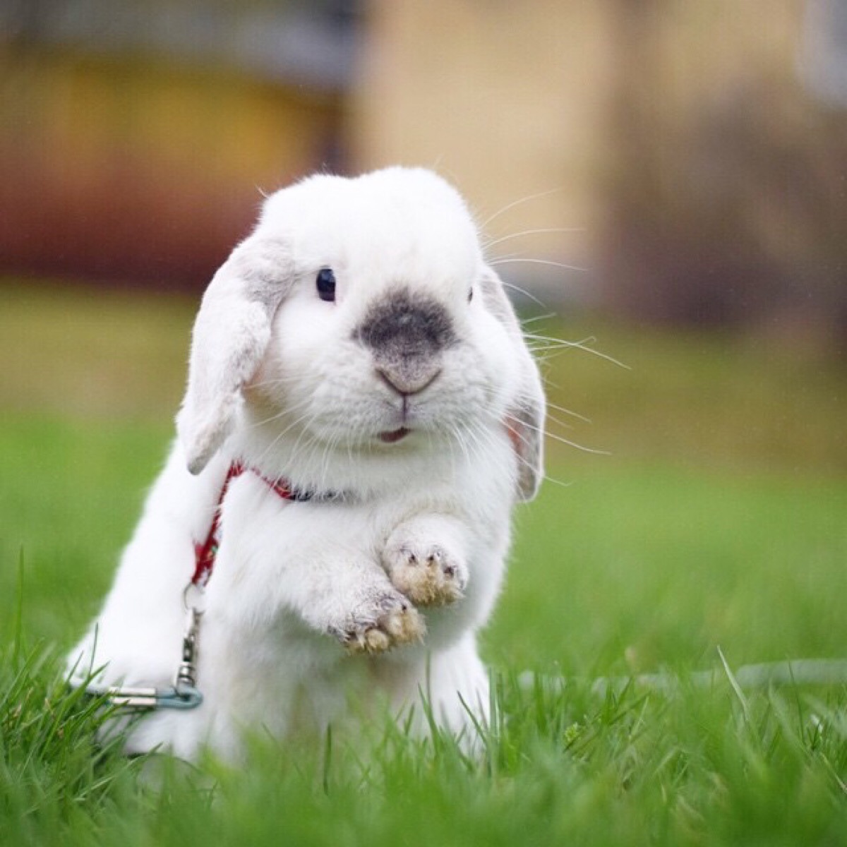 每天都被这只叫exempel的4岁瑞典兔子萌哭() (ins:exempelthebunny)