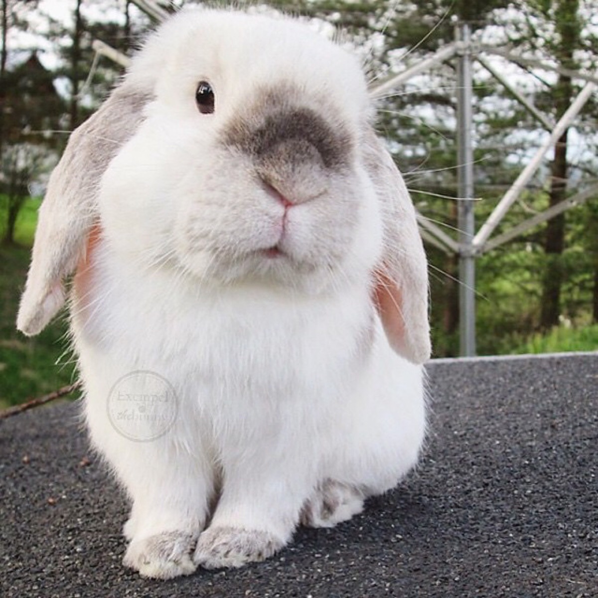 每天都被这只叫exempel的4岁瑞典兔子萌哭() (ins:exempelthebunny)