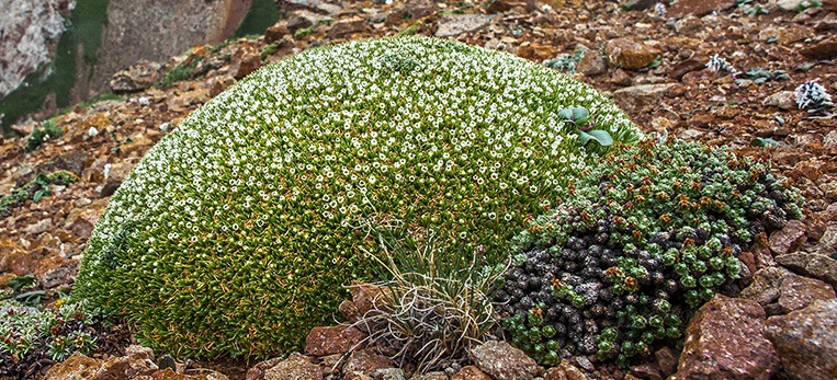 arenaria densissima 密生福禄草,石竹科无心菜属