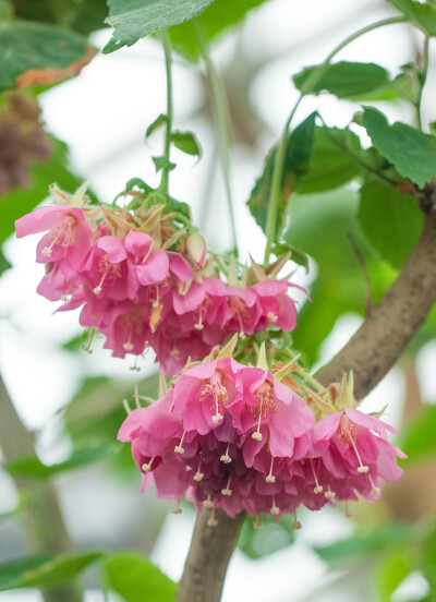 和真正的 吊芙蓉 dombeya burgessiae 长得非常相似,也都被称为非洲