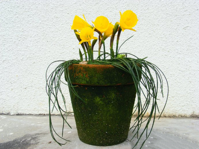 narcissus bulbocodium subsp.