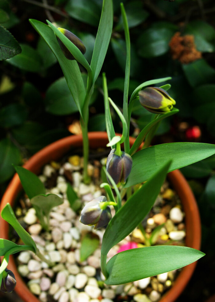 fritillaria assyriaca,贝母属.