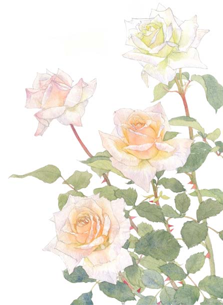 水彩,月季,花卉,植物,手绘,插画