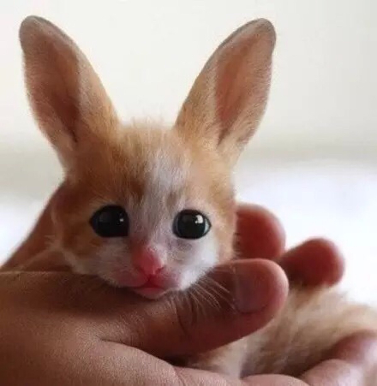 世界上最小的犬科动物 阔耳狐