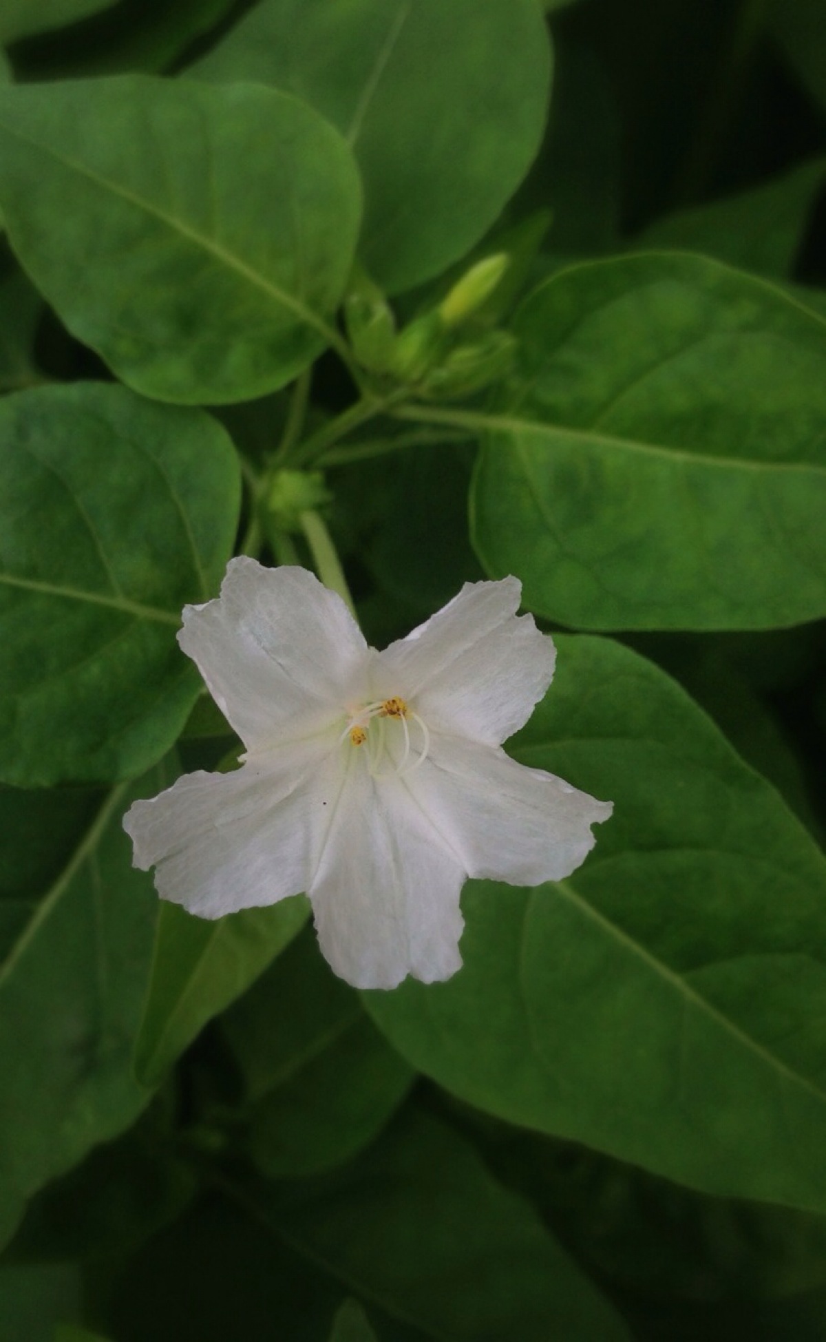 【花 时间 】白色的紫茉莉,虽然它也开白色花,名字中也有茉莉二字