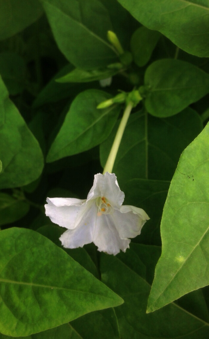 【花 时间 】白色的紫茉莉,虽然它也开白色花,名字中也有茉莉二字