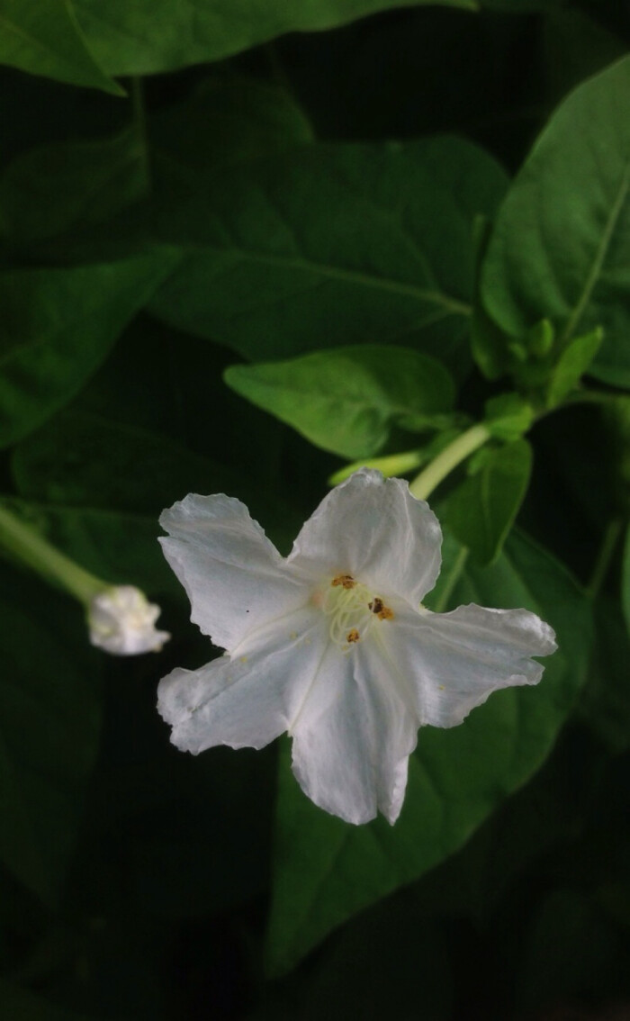 【花 时间 】白色的紫茉莉,虽然它也开白色花,名字中也有茉莉二字