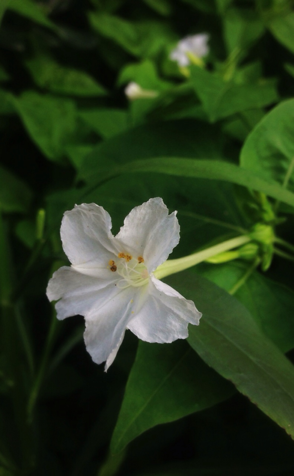 【花 时间 】白色的紫茉莉,虽然它也开白色花,名字中也有茉莉二字