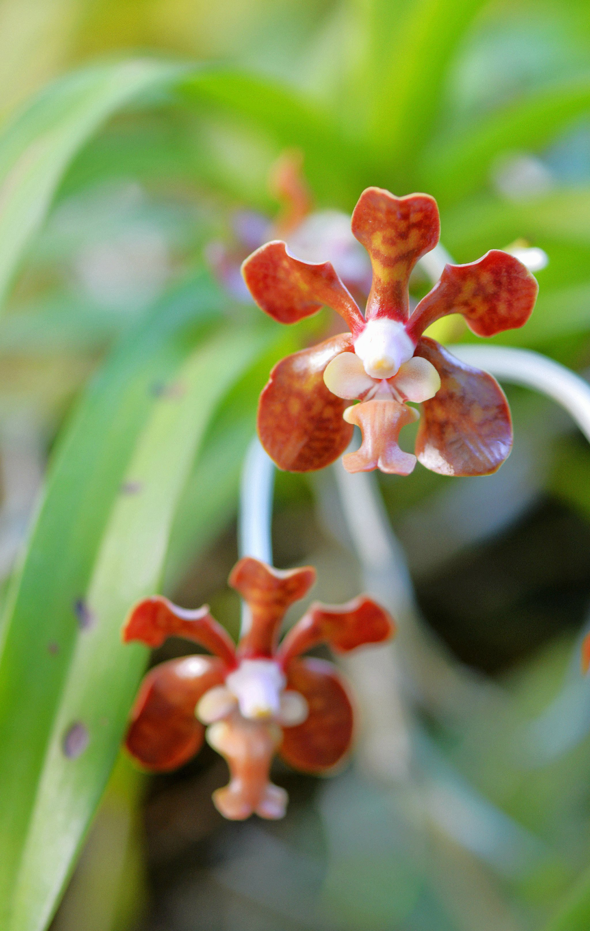 白柱万代兰 vanda brunnea ,万代兰属