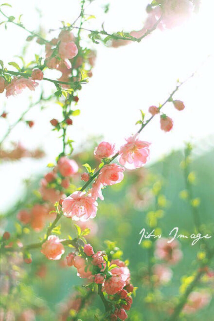浪漫唯美鲜花壁纸 女生最爱哦 超级喜欢