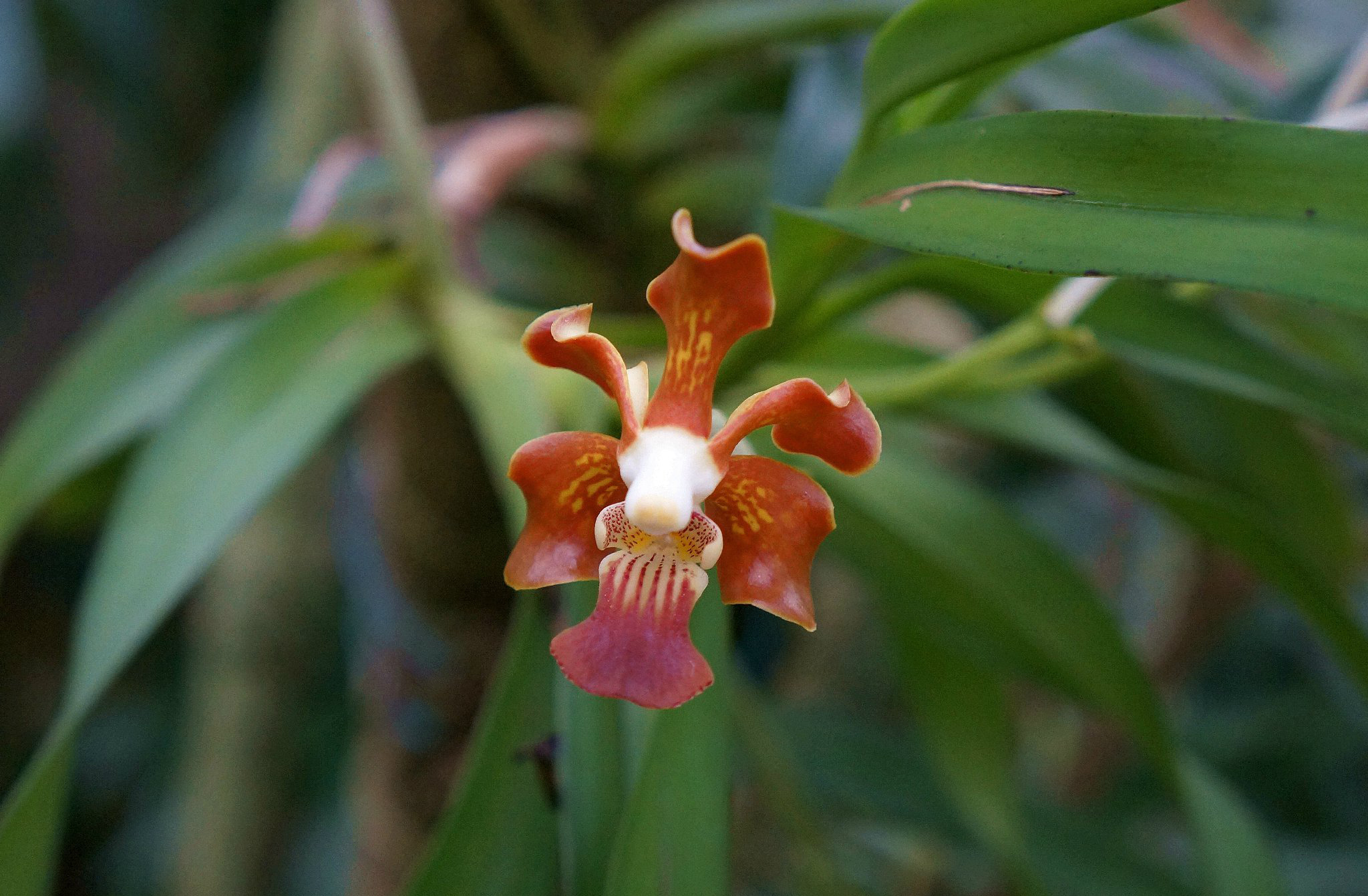 琴唇万代兰 vanda concolor ,万代兰属