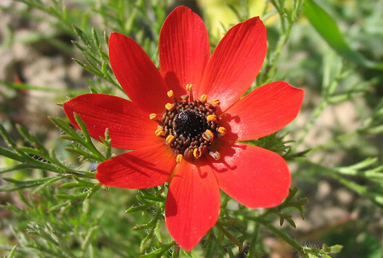 欧侧金盏花(秋侧金盏花)adonis annua ,毛茛科侧金盏花属.