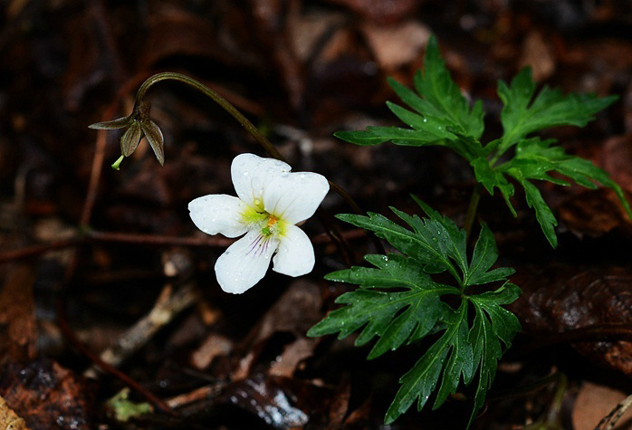 南山堇菜 viola chaerophylloides,堇菜科堇菜属.