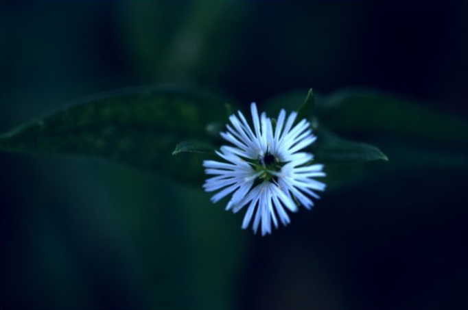 繸瓣繁缕(垂梗繁缕)stellaria radians ,石竹科繁缕属.