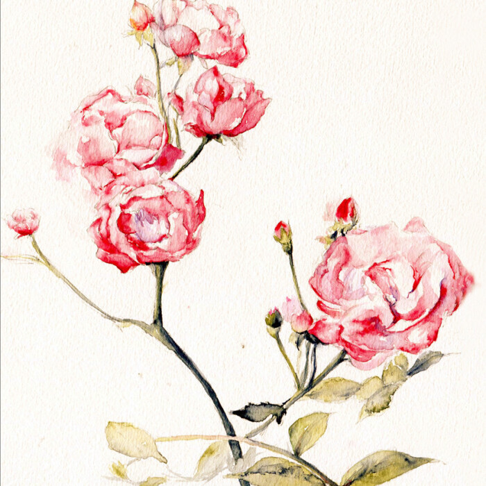 花草,水墨,封面,淡雅,唯美,插画,古风