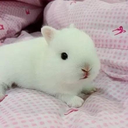 短耳朵小胖兔图片
