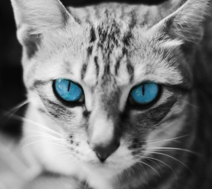 【头像】猫,宝石眼,瞳孔,蓝色,喵星人