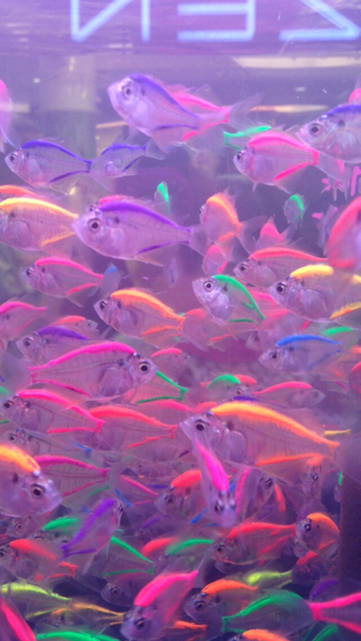 紫色的鱼图片及名称图片