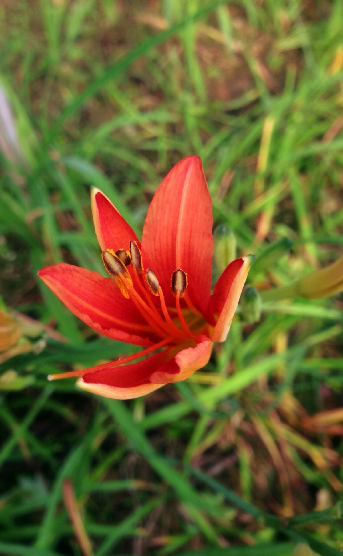 萱草又名"谖草"."谖"即"忘",俗称"忘忧草".1200_1944竖版 竖屏