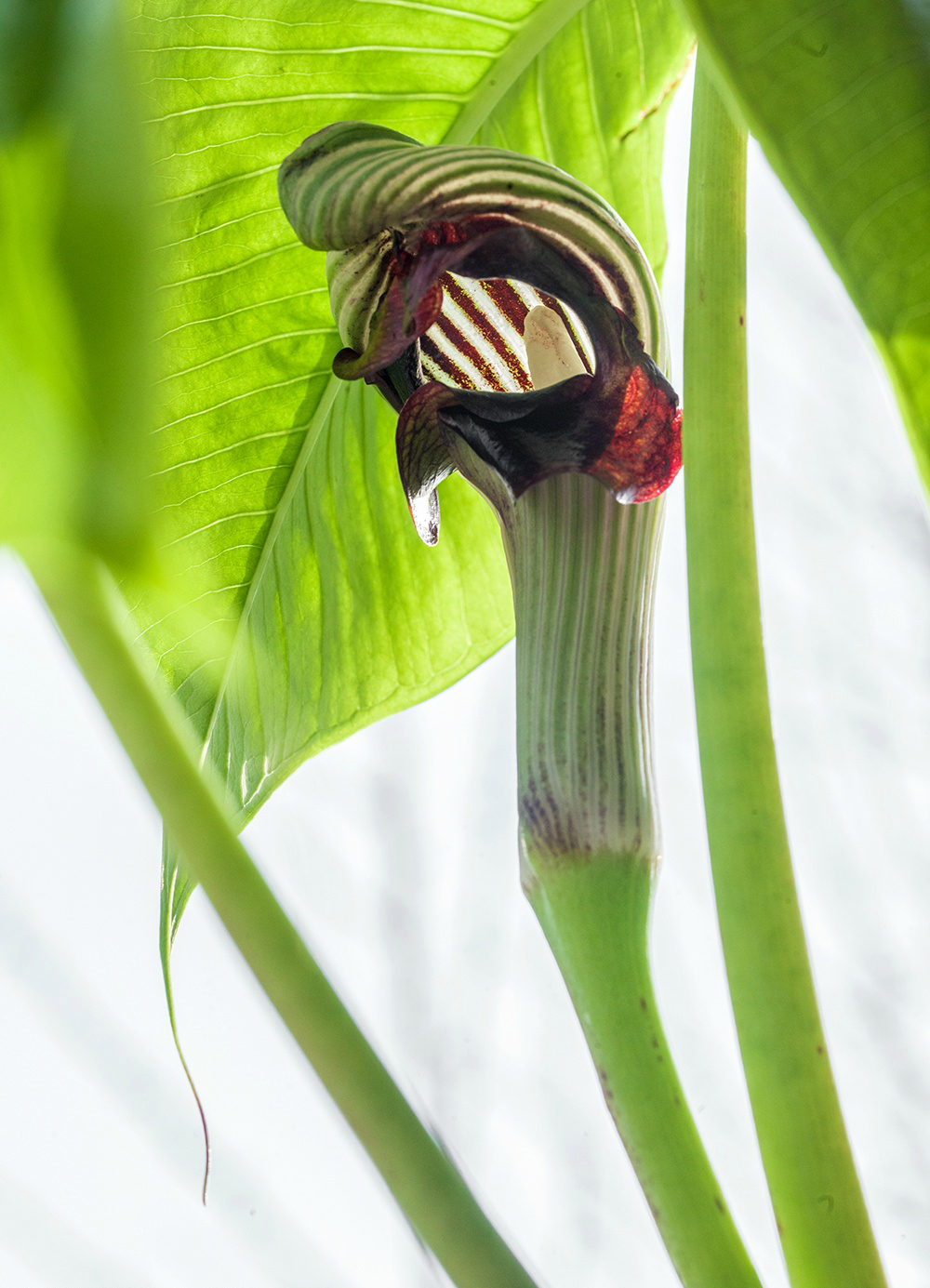 普陀南星(申跋)arisaema ringens ,天南…-堆糖,美好生活研究所