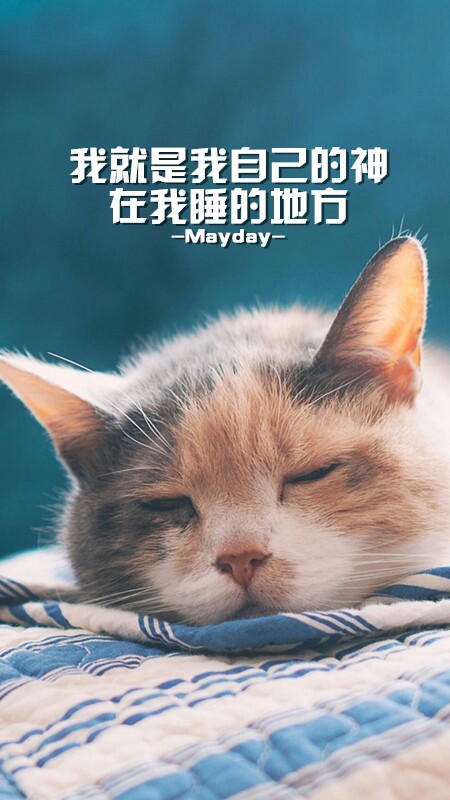 喵星人 猫先森 五月天 歌词 文字壁纸 倔强 有时候就要倔强地谁都叫不