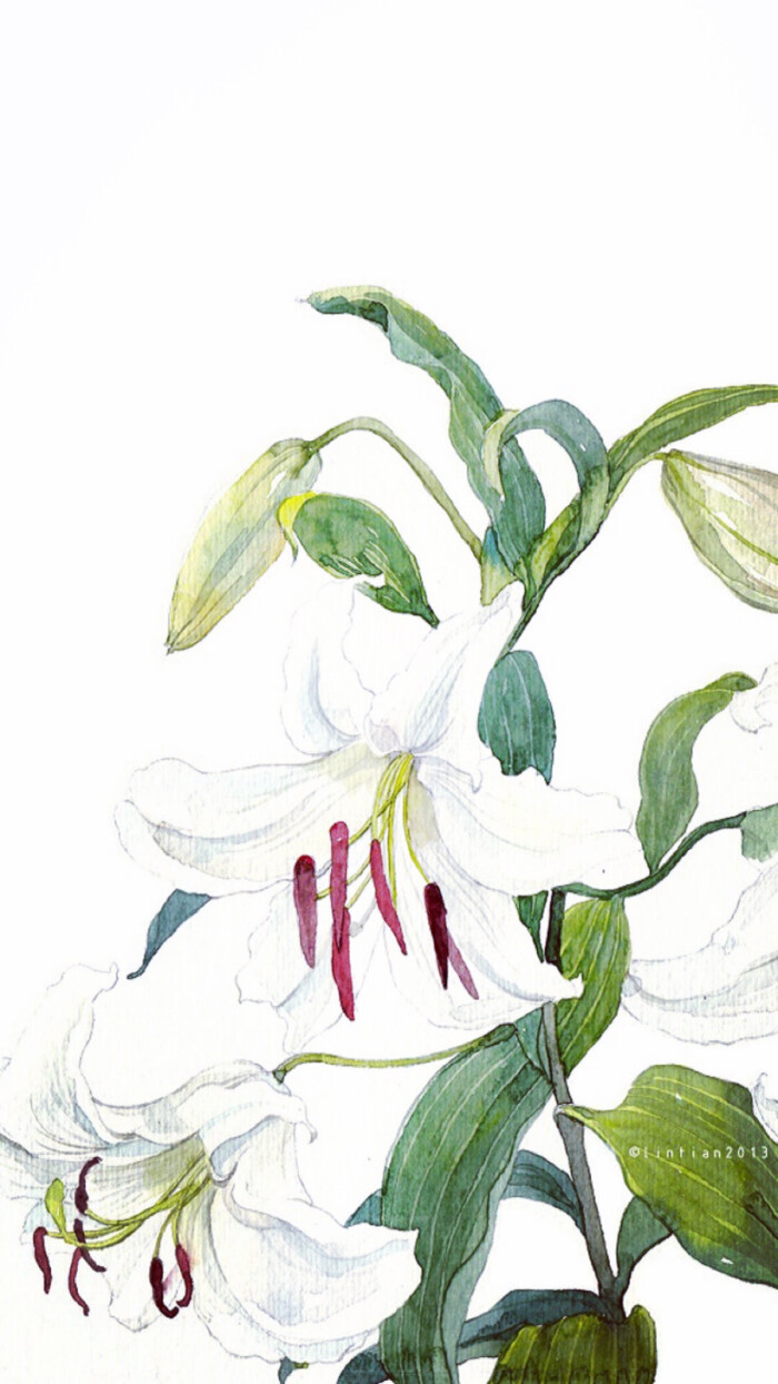 百合花.