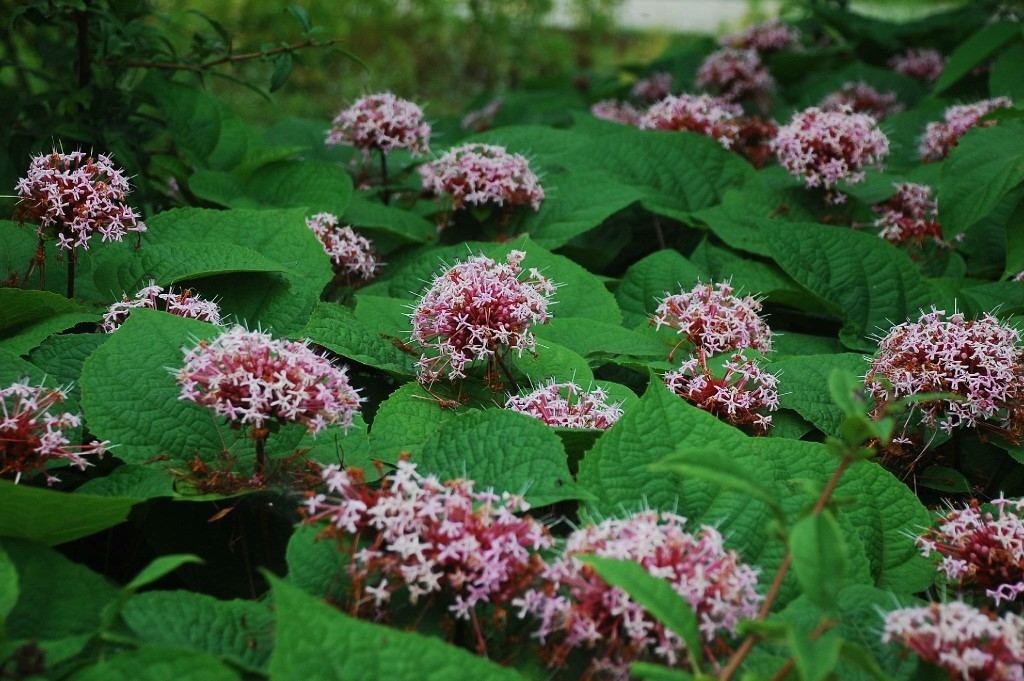 臭牡丹 clerodendrum bungei steud 马鞭草科 verbenaceae 大青属