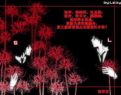 彼岸花,地狱花. 我们在彼岸花面前许诺, 你若不离 ,我便不弃.