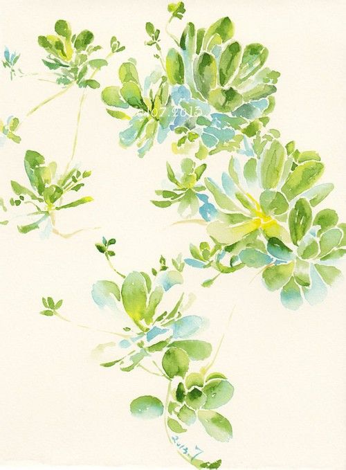 水彩多肉植物