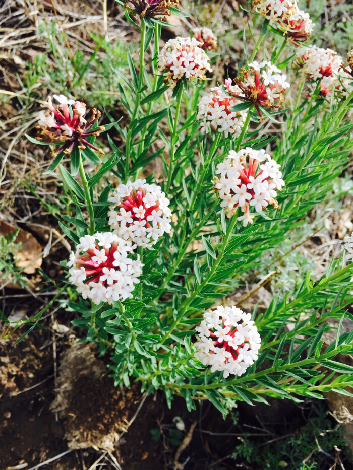 狼毒花,有的地方叫头疼花.有毒性,多生于北方.图片拍于丰宁坝上.