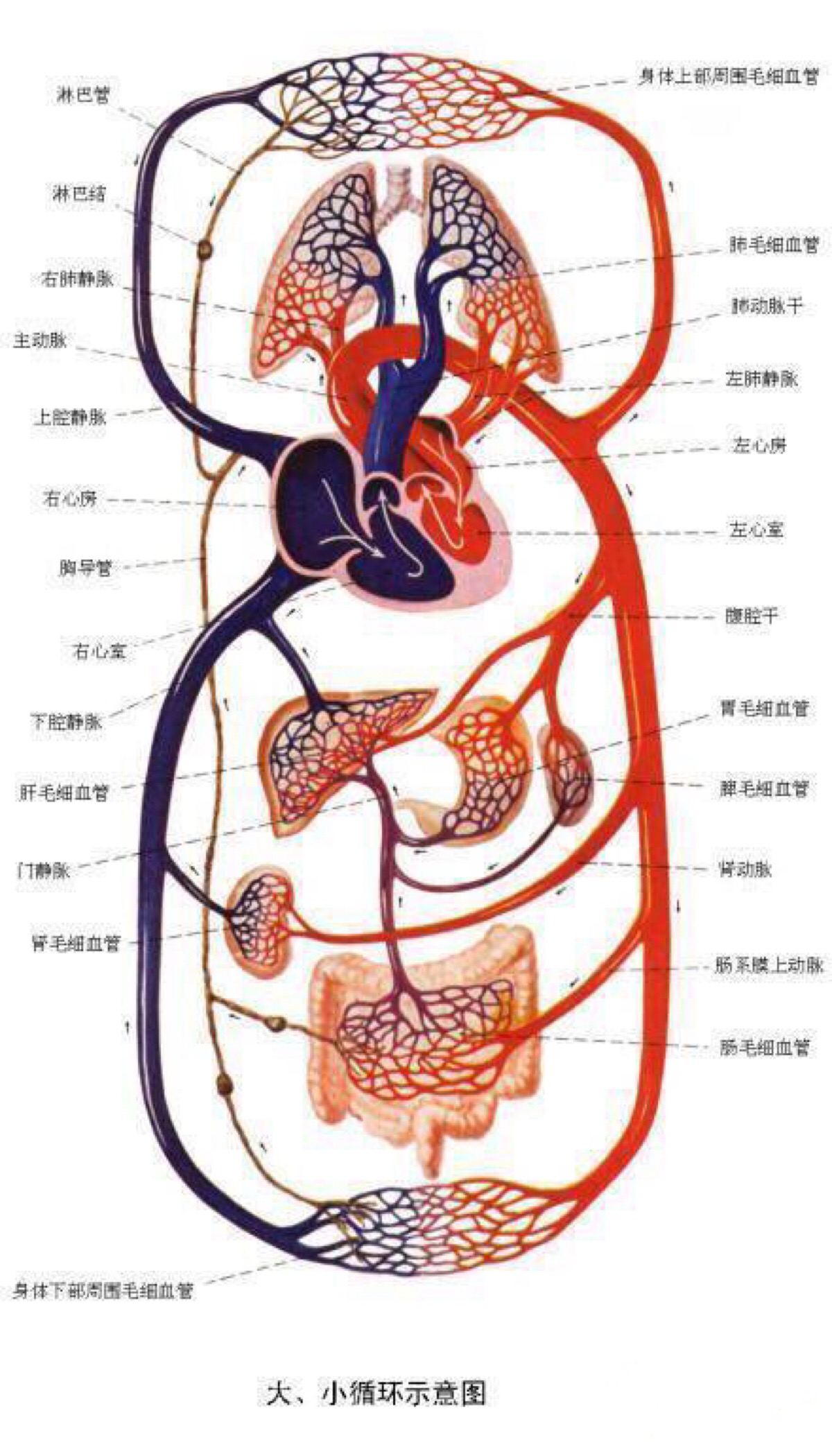1.胃要排毒:舌苔发黄,口臭,很多人会感觉总也"吃不饱".2.