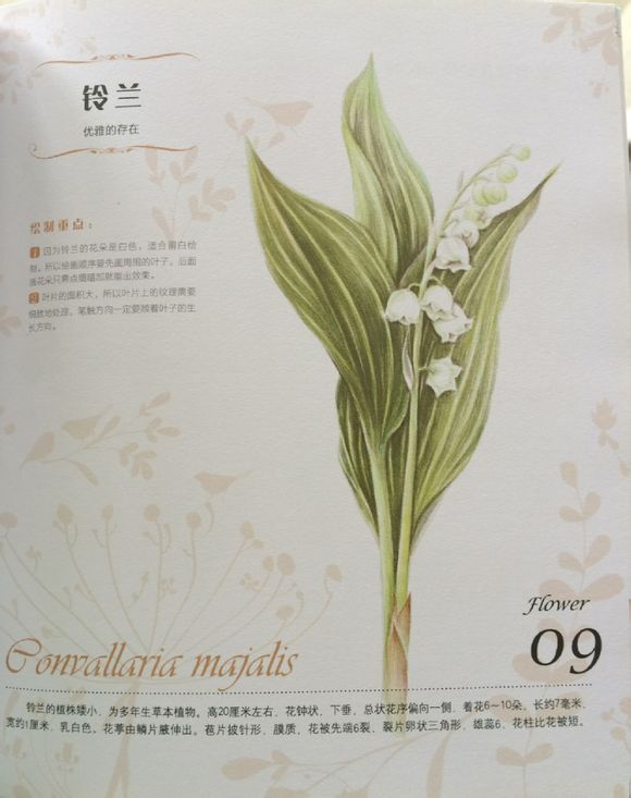 铃兰