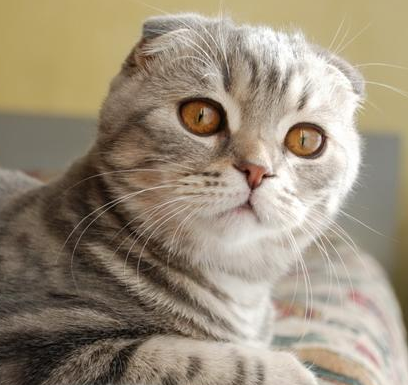 苏格兰折耳猫(scottish fold)是猫的一种在耳朵有基因突变的猫种.