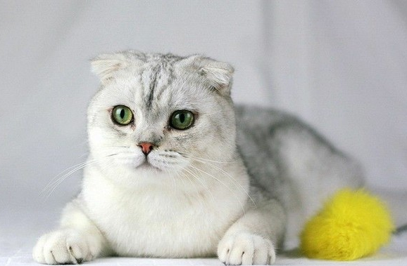 苏格兰折耳猫(scottish fold)是猫的一种在耳朵有基因突变的猫种.