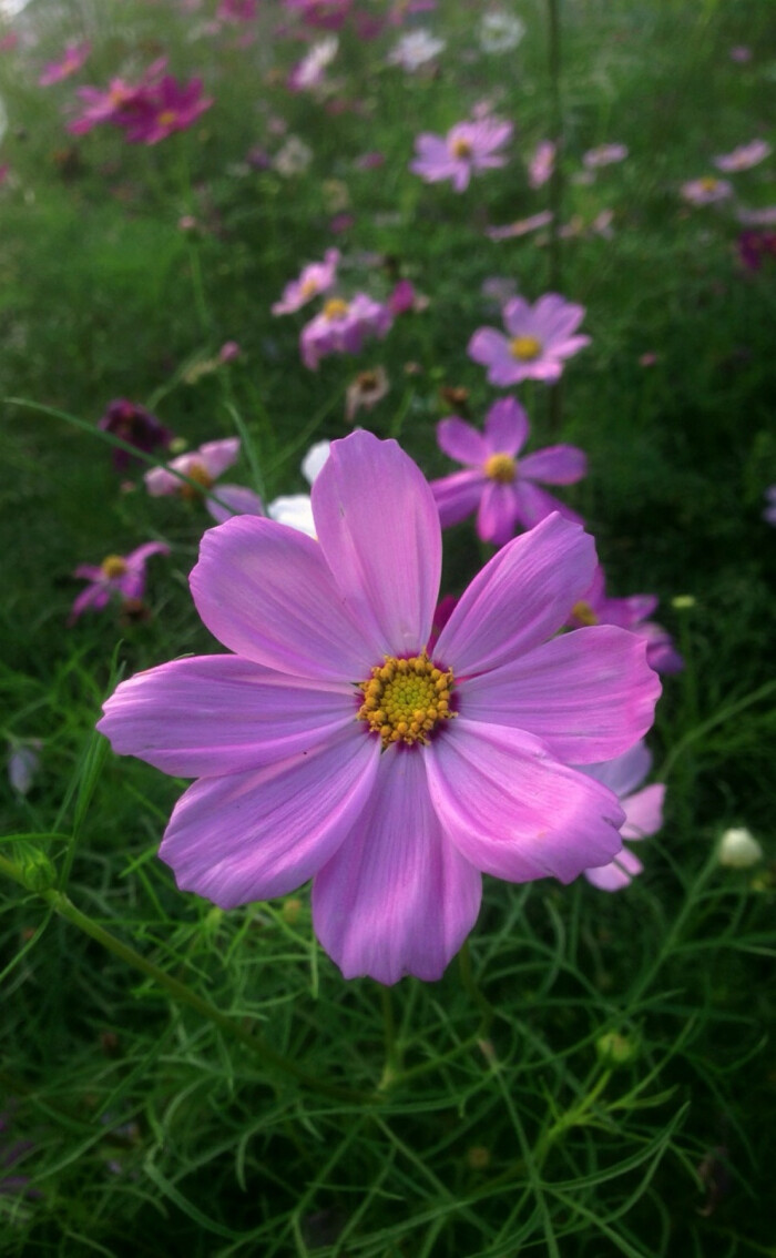 【波斯菊】 别名:大波斯菊,秋英.