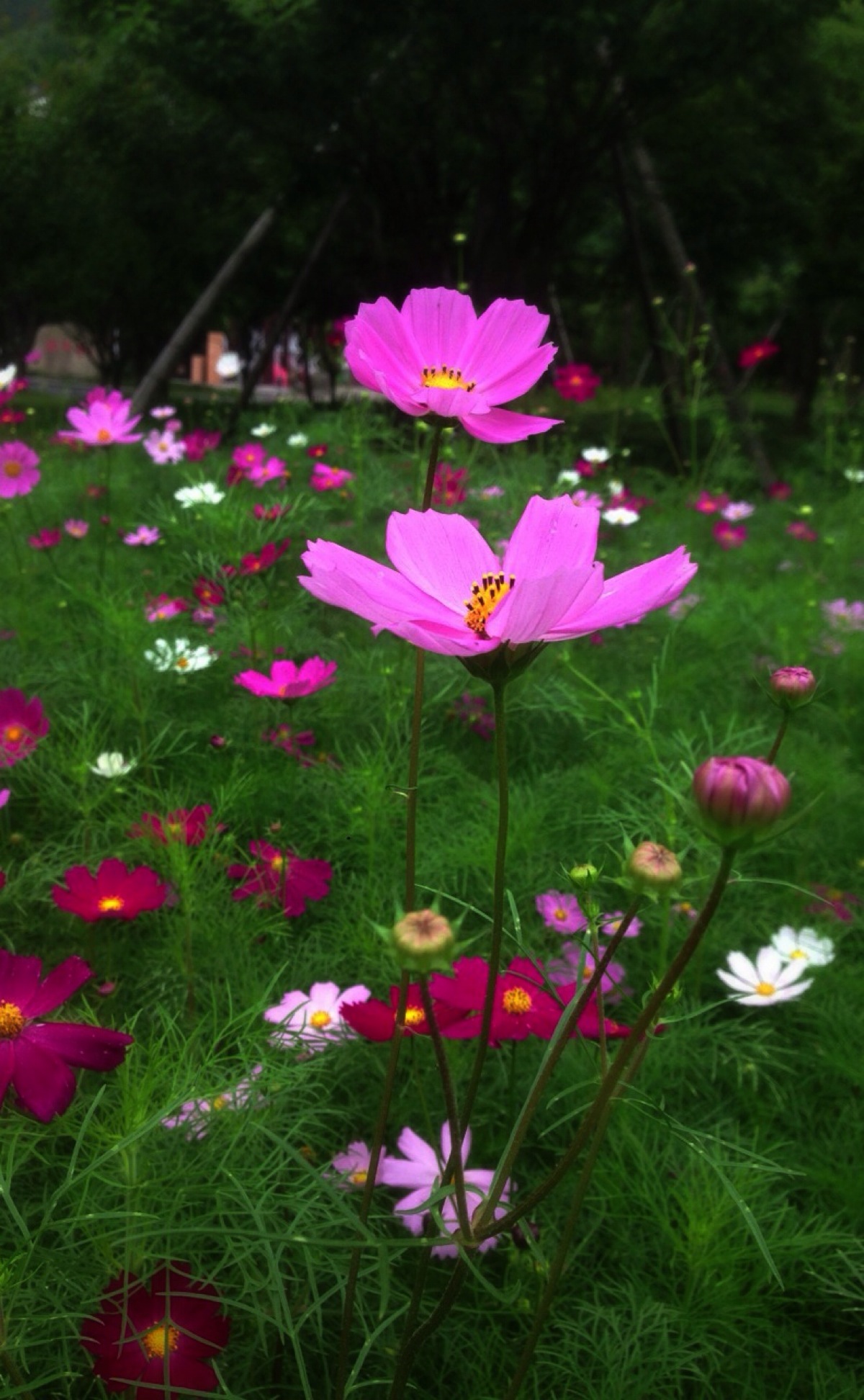 【波斯菊】 别名:大波斯菊,秋英.