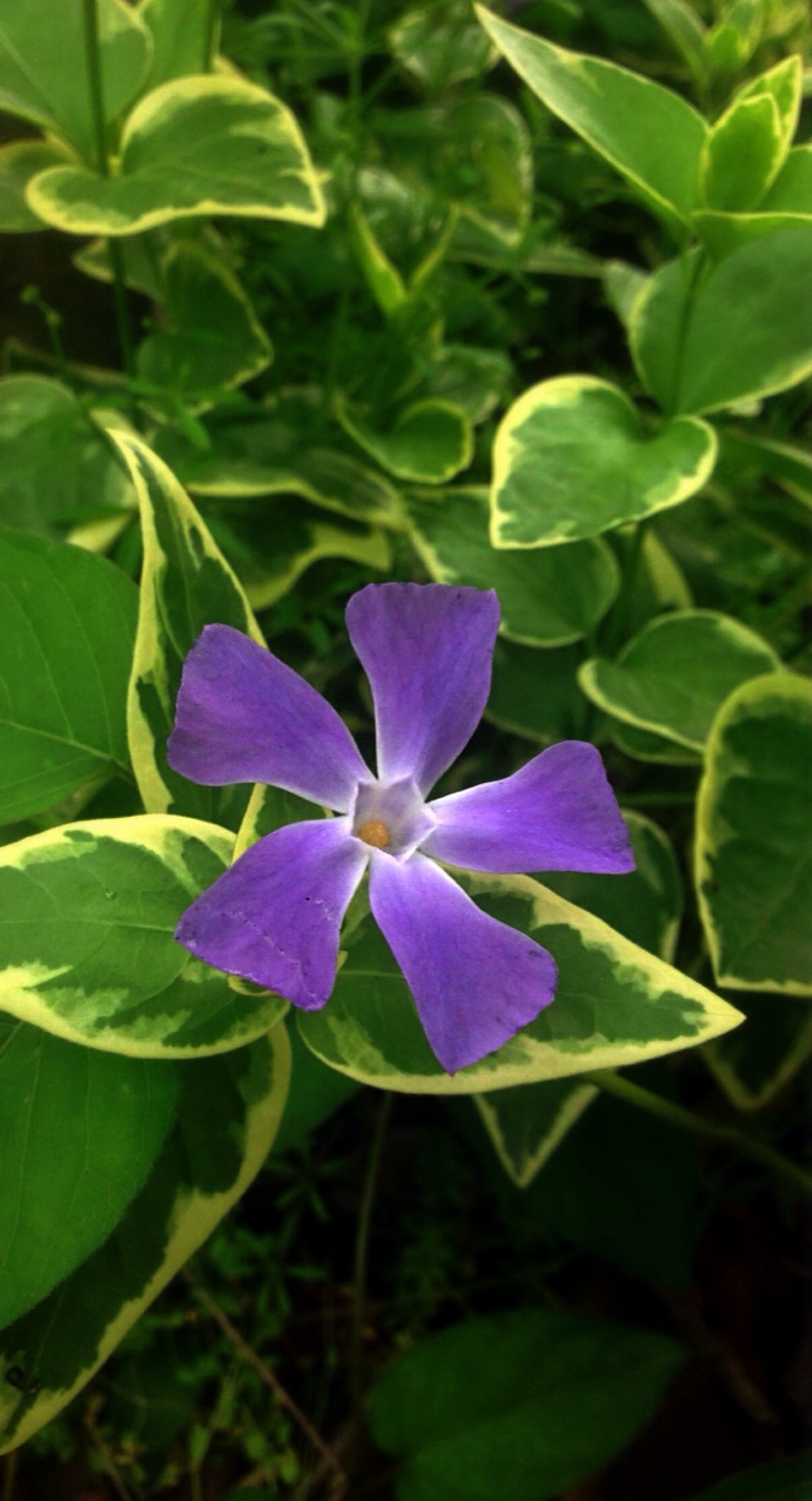 别称:对叶常春藤,花叶常春藤,爬藤黄杨,花叶长春蔓.