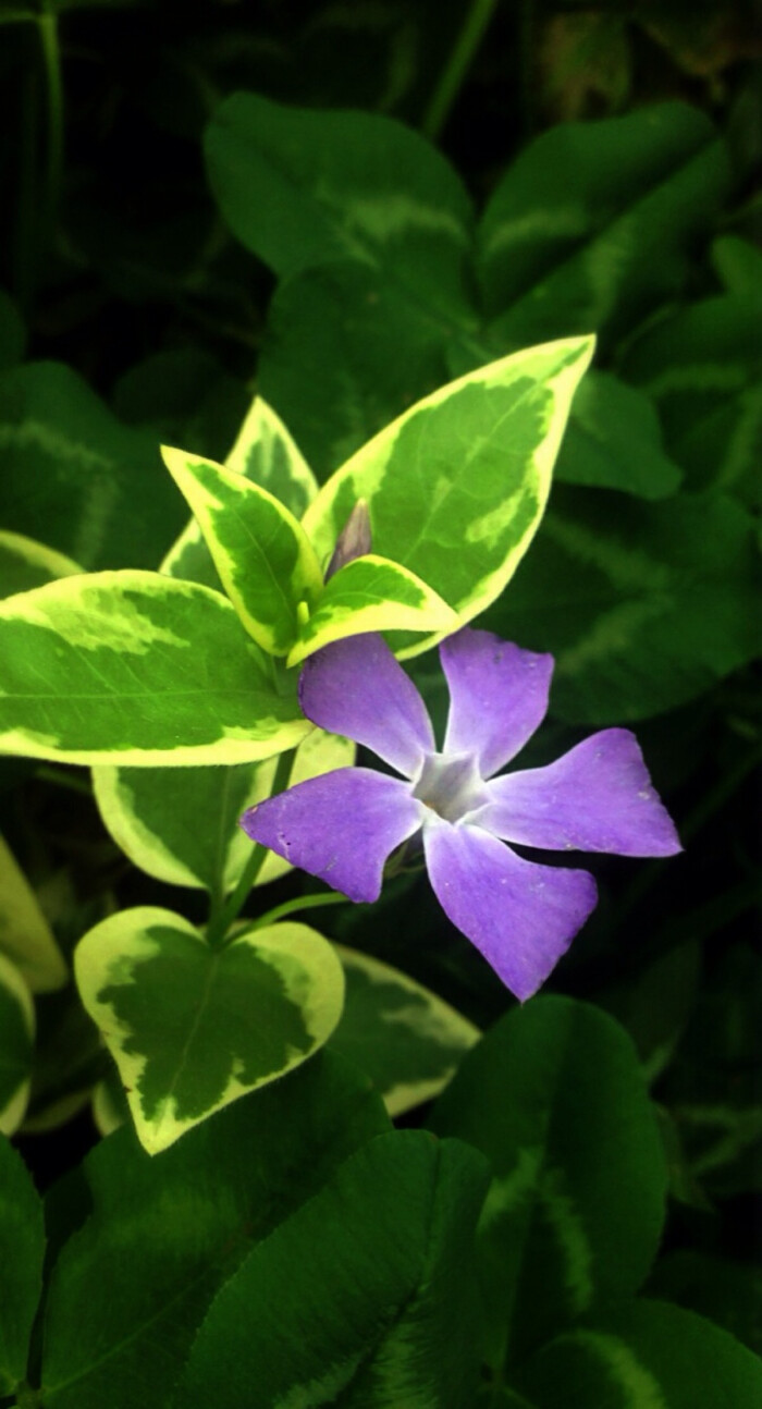 variegata)为夹竹桃科蔓长春花属蔓长春花的变种.