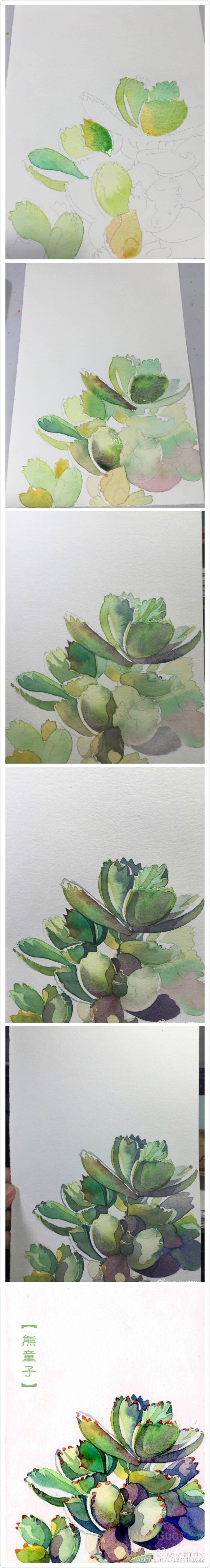 熊童子手绘教程