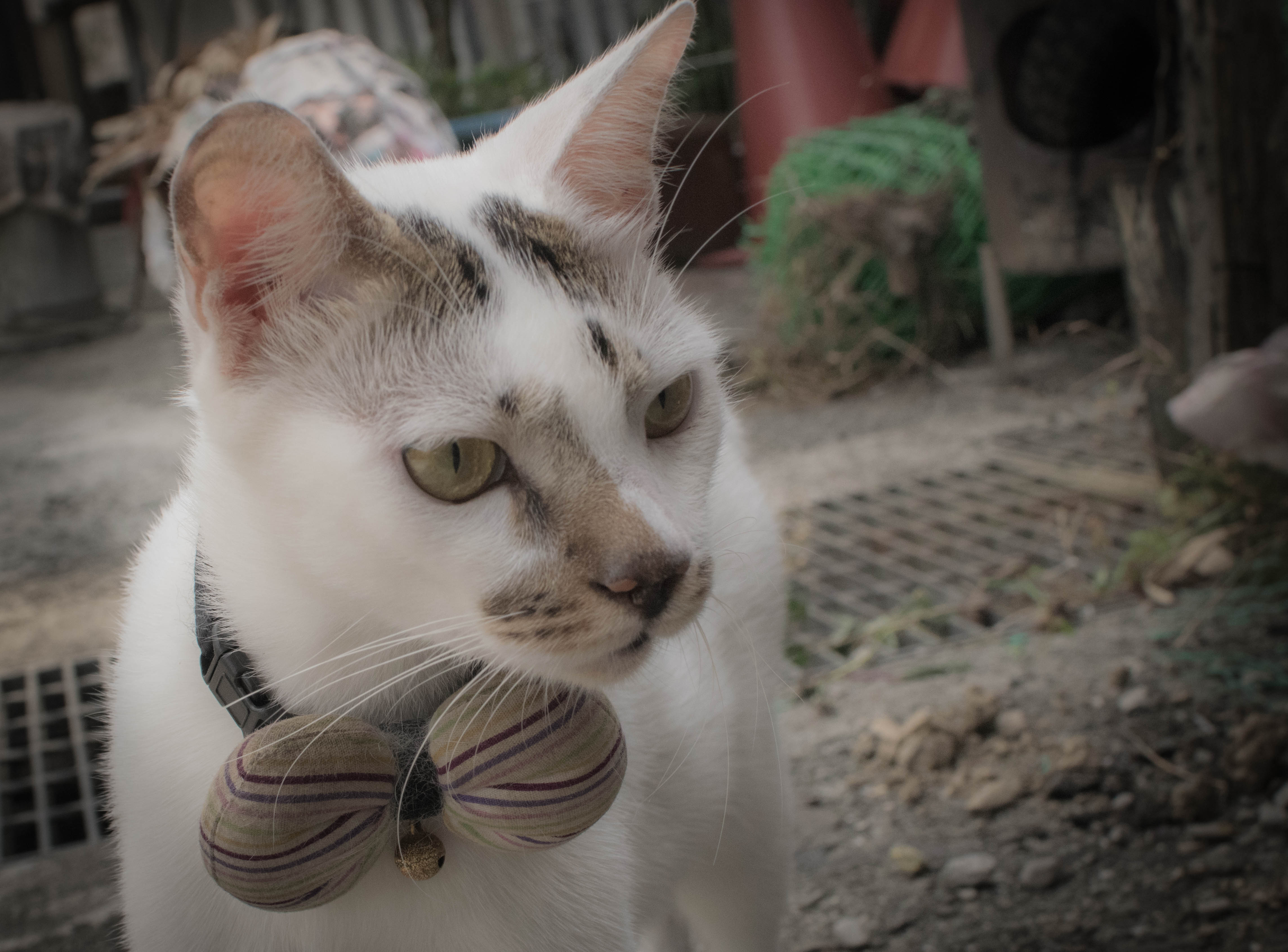 候桐猫村的一只喵星人