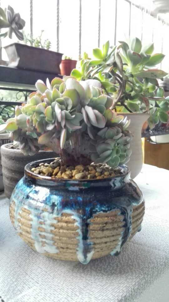 多肉植物:红孔雀老桩