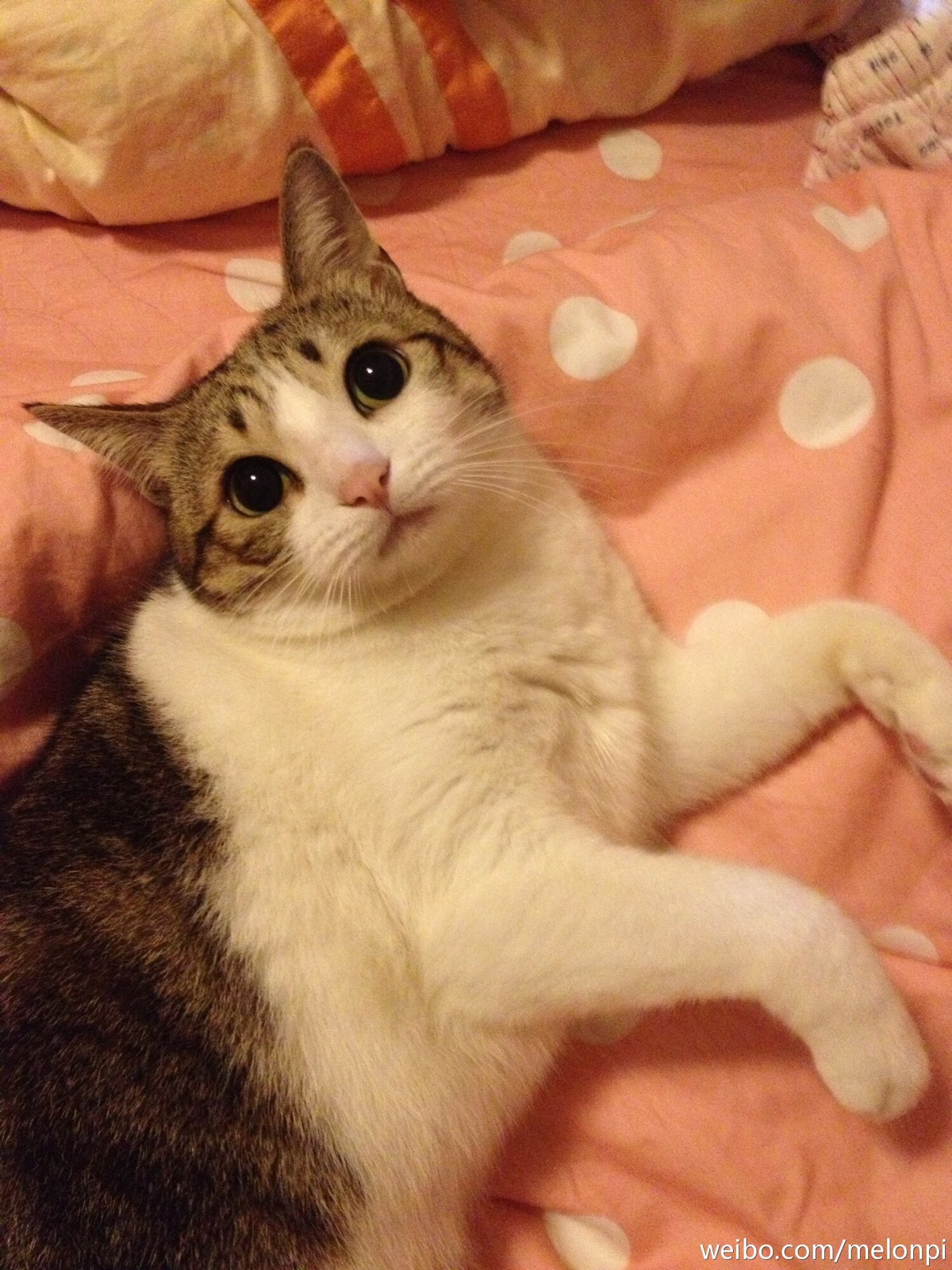 拥有对称眉毛 背部呈西瓜花纹的萌瓜皮