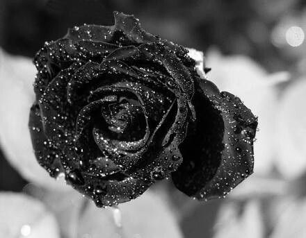 黑色玫瑰大区图片