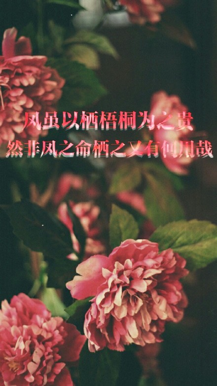原创 自制 独家 手机壁纸 iphone壁纸 屏保 锁屏 心情 文字 歌词 语录