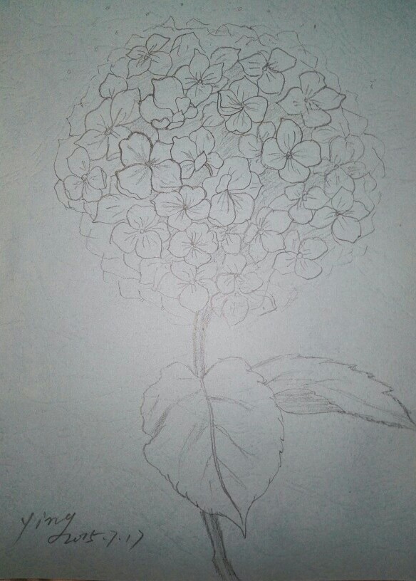 铅笔画绣球花图片
