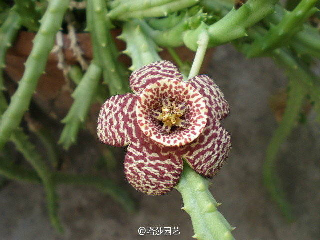 豹皮花